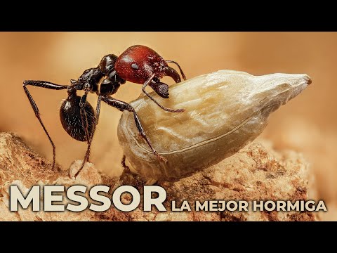 Ant Wars and Brood: Inside the Mighty Messor Empire!