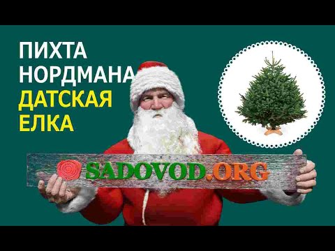 Питомник Новогодних Сосен Питомник Новогодних Сосен