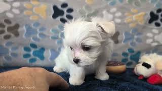 Video preview image #4 Maltese Puppy For Sale in OCALA, FL, USA