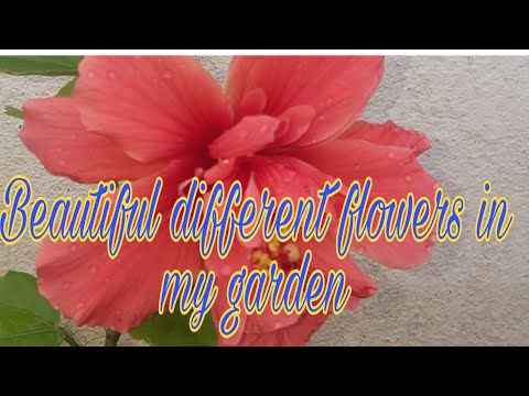 Different flowers in my garden /Special attraction of flowers