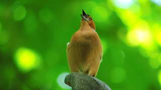 Bird Song | Зяблик звичайний | Парк Франка