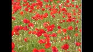 León Benavente " Estado provisional"