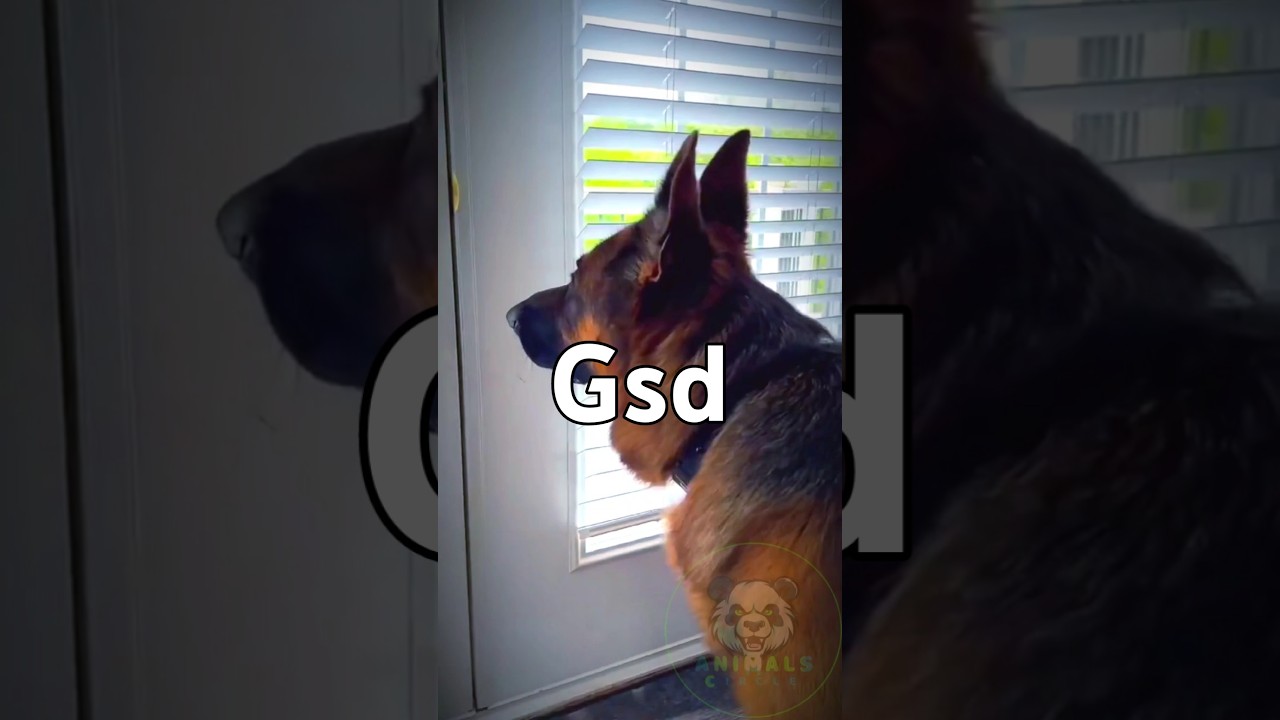 The Hard Truth About Raising German Shepherds #gsd #shorts #facts