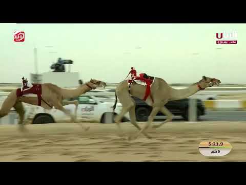 ش 7 (الشايبه) لـ هجن الرئاسة 7:33:87 ، مهرجان ختامي الشحانية 2026/04/23 لقايا