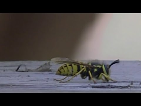 1st YouTube video about are yellow jackets aggressive