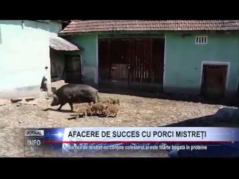 , title : 'AFACERE DE SUCCES CU PORCI MISTREȚI'