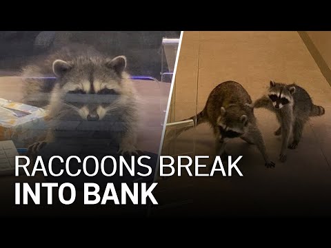 2 Raccoons Break Into Bay Area Bank