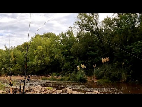 Perseverancia en Estado Puro, PESCA Carpa en Zona Muy Difícil. Bialet Massé #carpfishing #pesca 