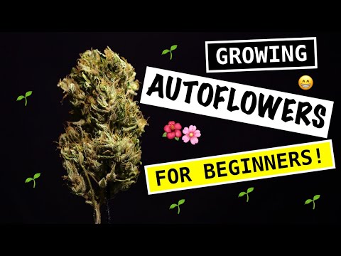 AUTOFLOWERS 101 | How to Grow Autoflowers Easy for Beginners! | SEED TO HARVEST | Blue Dream LST