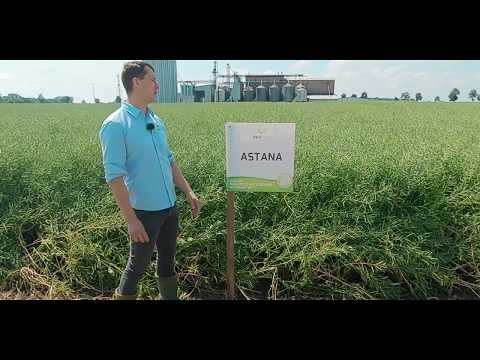 Rzepak ozimy Astana PROCAM (mazowieckie)