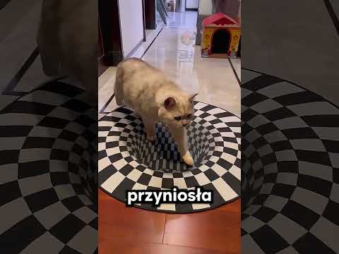 Ta dziewczyna pokazała swojemu kotu dywany 3D 🤯❤️