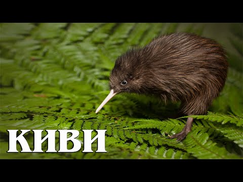 Птица Киви: Это Вам Не Фрукт | Интересные факты про киви