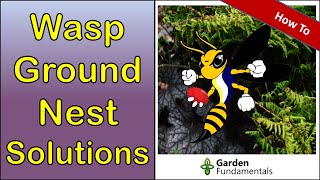 Wasp Ground Nest - 3 ways to deal with them - and some great video