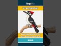woodpecker - a bird that pecks holes in ... video thumbnail