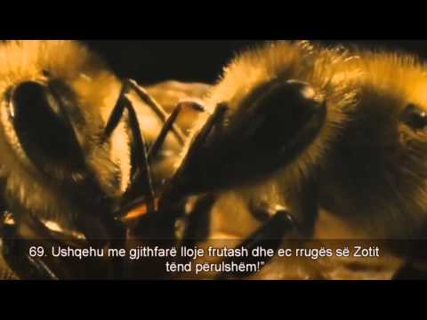 Mrekullite e Kuranit rreth bletes