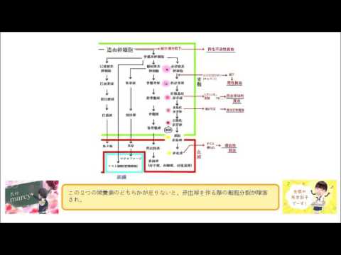 巨赤芽球性貧血では、 ビタミンB12高値となる。 （○or&times;）