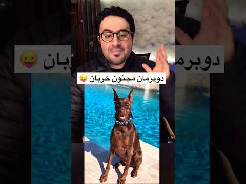 اشرس انواع الكلاب
