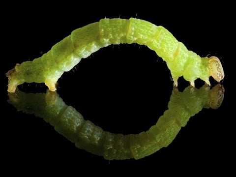 Inchworm Information