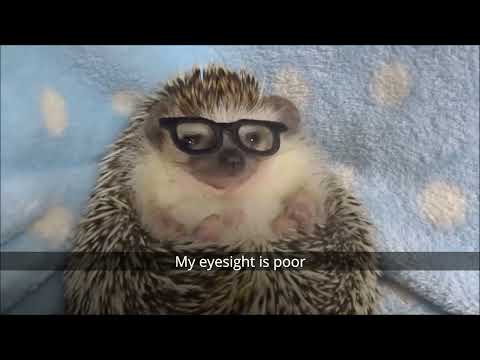 ARCTIC CHONK - HEDGECHONK