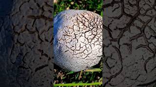 Magic nature 🍄✨️ #hadas #duendes #mágico #shorts #shortvideo