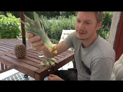 , title : 'Hur man får en ananas från affären att växa'
