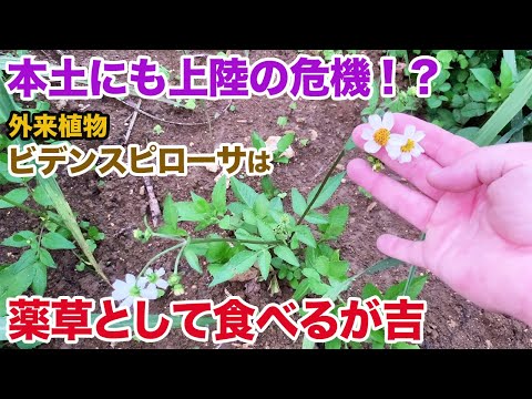 アワ 植物