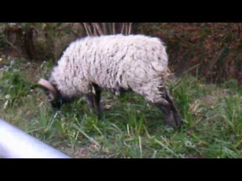 , title : 'Natürlichster  Rasenmäher der Welt Kleinste Schafe (Schafrasse) der Welt'