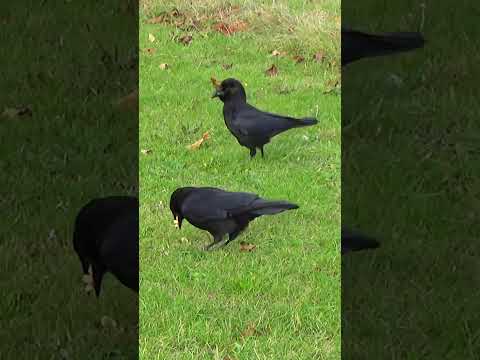 Angry Crow With Battle Hair Wants Magpies Gone / Park Crows 4K
