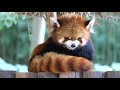 The Red Panda is going to sleep