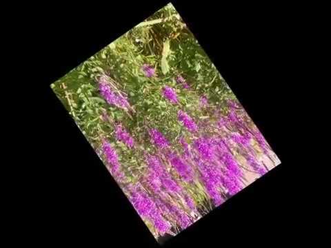 The Sowes Flowers | Summer 2016; (C) Malgorzata Koper 2016-2022