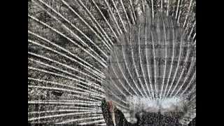 Vento - música de  Toninho Horta - fotos de Fernanda Altenfelder