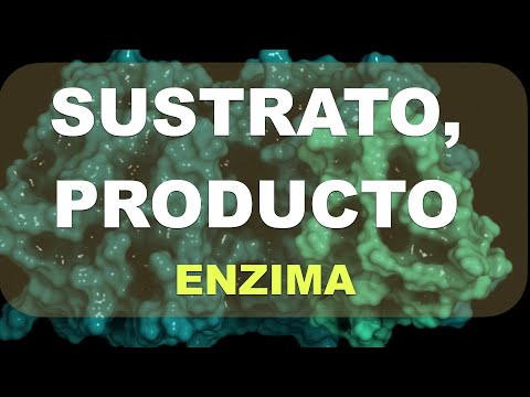 Qué son la enzima, el sustrato, el producto y los metabolitos