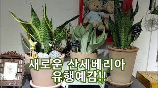 산세베리아의 새로운 변신 (유행 예감!!!)
