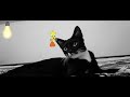 Tweety Bird And Tuxedo Cat