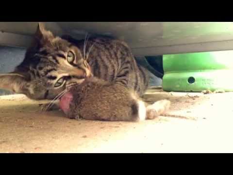 Cat Eats a Whole Rabbit
