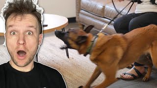 THIS is why dogs BITE people.(AGGRESSIVE Dog Training)