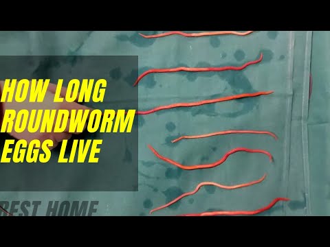 How Long Can Roundworm Eggs Live in Carpet