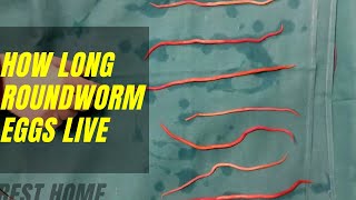 How Long Can Roundworm Eggs Live in Carpet