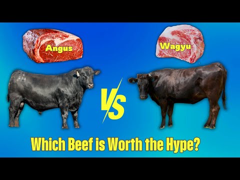 Angus vs Wagyu | What You Need to Know About These Premium Beef Breeds!