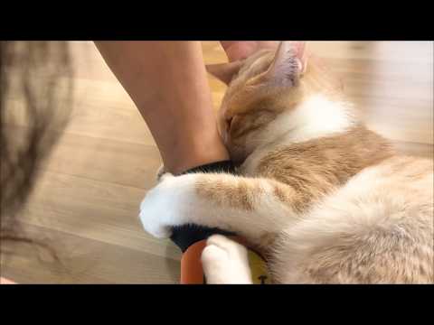 할미 내 거야 어디 못 가