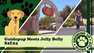 Guidepup Meets Jelly Belly S2E24