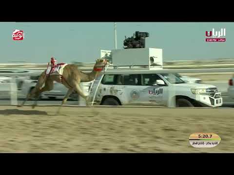  ش 13 (مفاجئة) مبارك محمد علي الجربوعي المري 7:35:03 , مهرجان الأمير الوالد 2026/2/5 لقايا الشحان