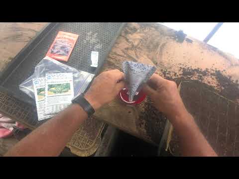 黒キャベツ、ヤシキャベツ 植物