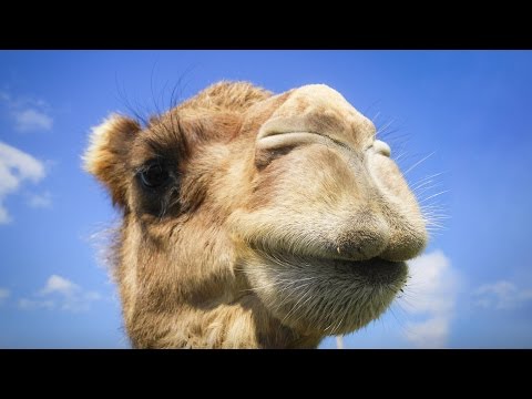 Per giunti come prendere Spondilosi della scoliosi dorso del toracica colonna vertebrale 1 cucchiaio