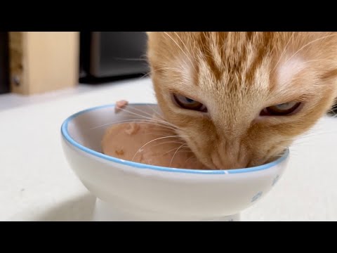 チュールタワーあげる代わりに 最近の悩みを猫に聞いてもらった 일본유튜버 우투