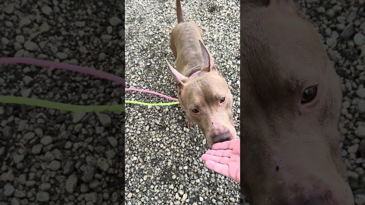 Enlarge Sableye, a Adoptable mixed breed in Northbrook, IL video 6/6