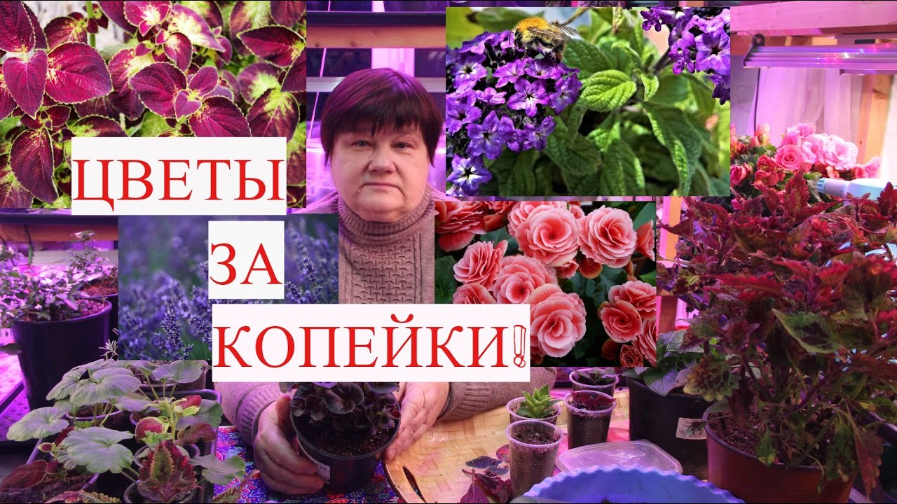 Дом полон цветов! Самый лучший и дешевый способ!