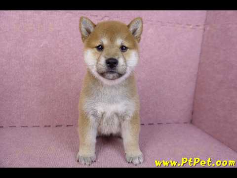 10/15赤色柴犬母幼犬