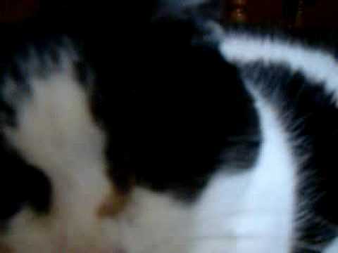 Waking up my cat Tasha