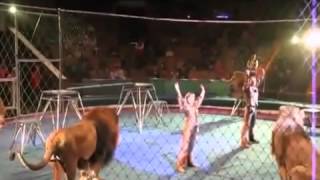 Circus gone wrong crazy lions attack